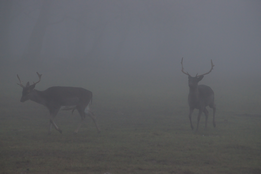 Zwei Hirsche mit Geweih stehen im Nebel