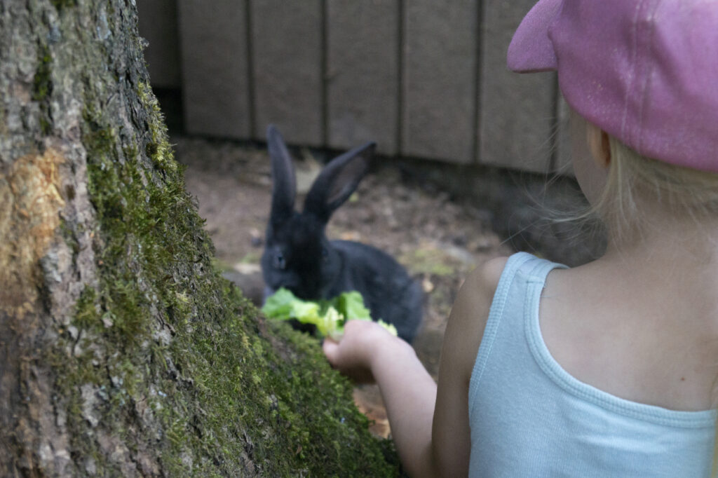 ein Mädchen füttert ein Kaninchen mit Salat
