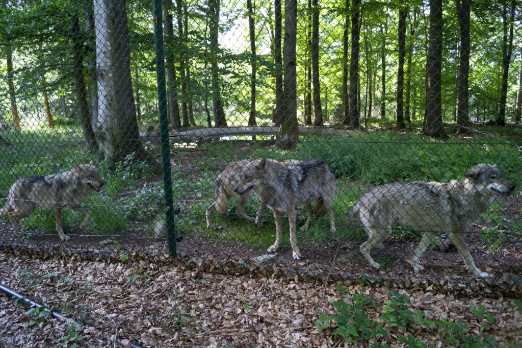 Vier Wölfe hinter einem Zaun, zwei stehen und zwei laufen von links nach rechts mit geklemmter Rute, im Hintergrund sieht man Bäume und Sträucher im Wolfsgehege.