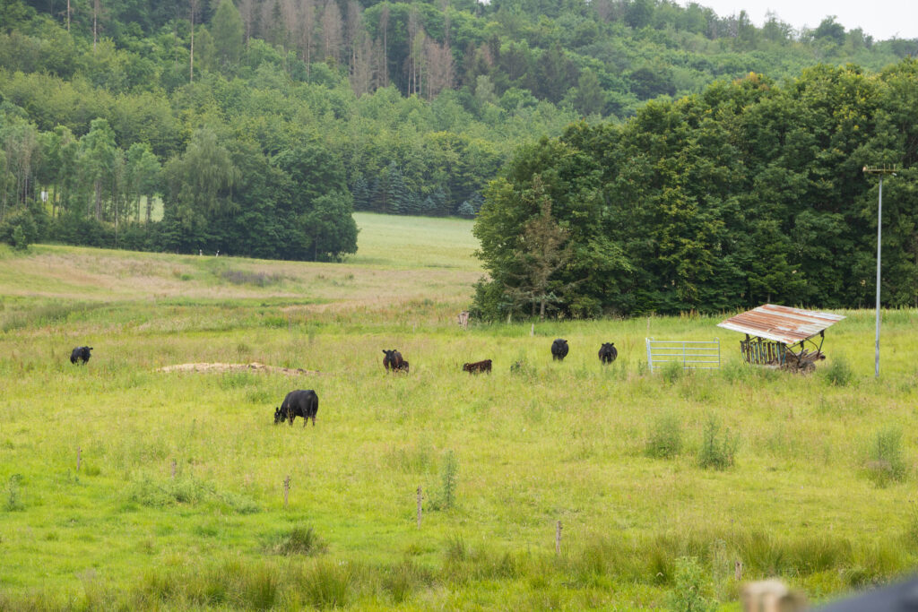 Sechs Kühe auf einer Weide.